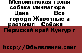 Мексиканская голая собака миниатюра › Цена ­ 53 000 - Все города Животные и растения » Собаки   . Пермский край,Кунгур г.